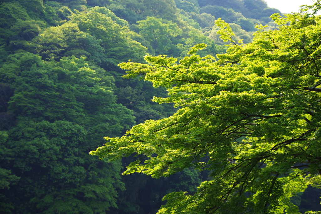 嵐山