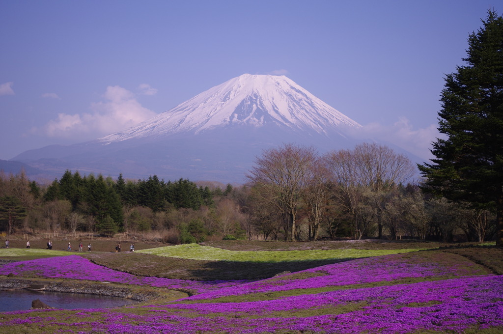 シバ桜