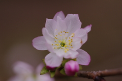 秋桜