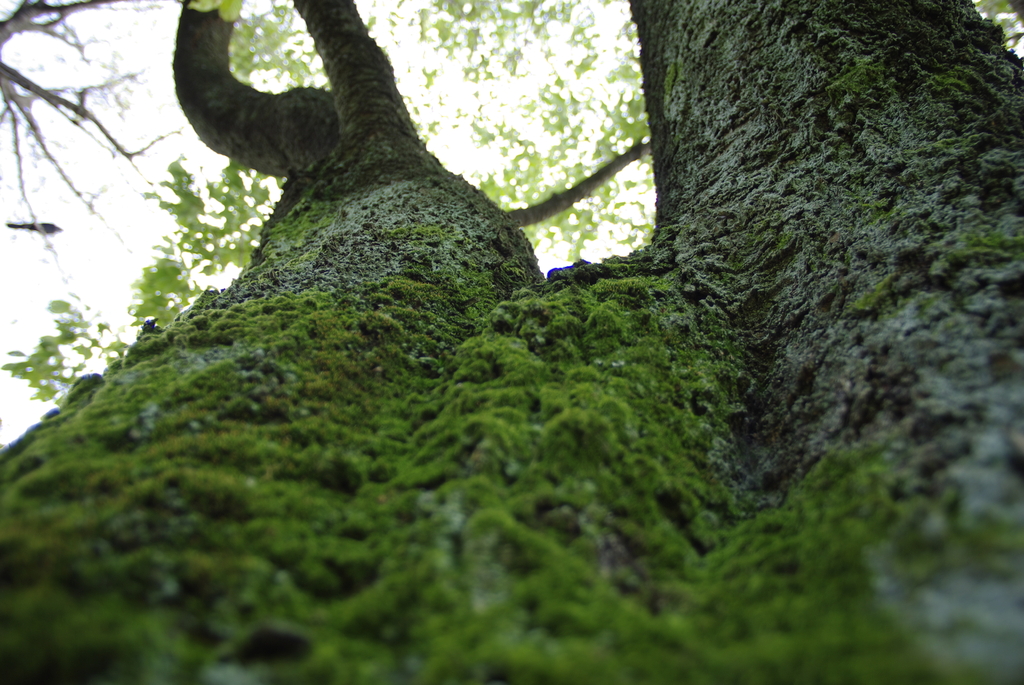 wood