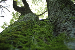 wood