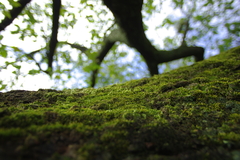 深緑の大地