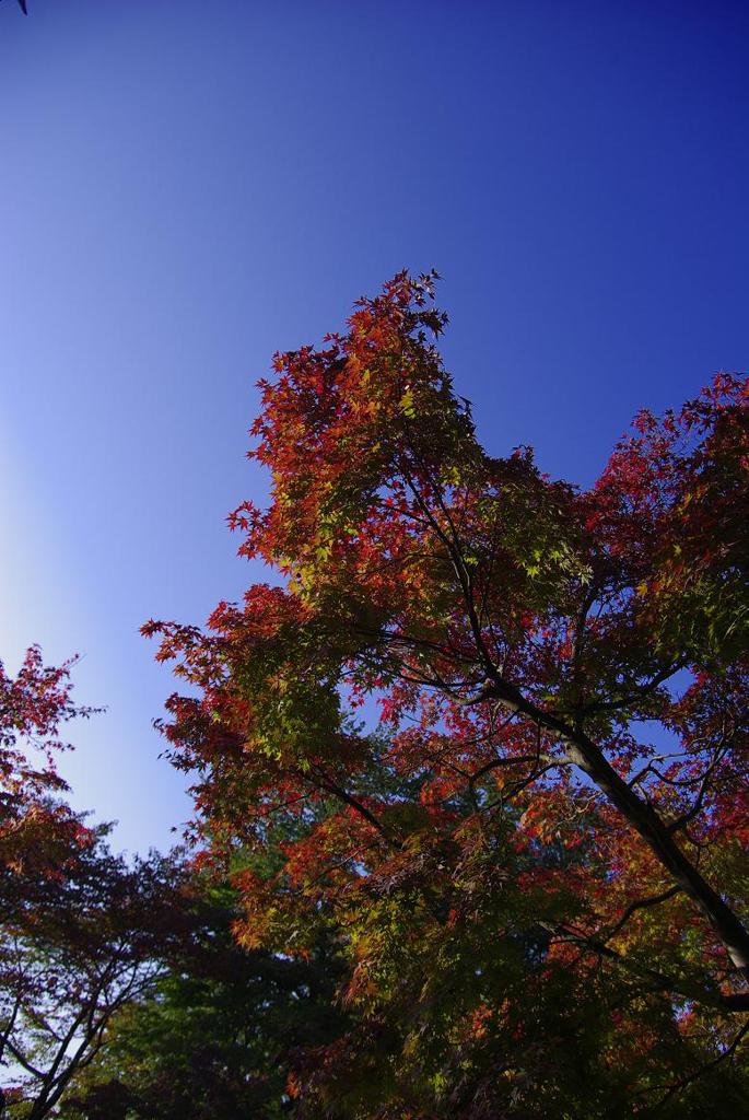移りゆく紅葉