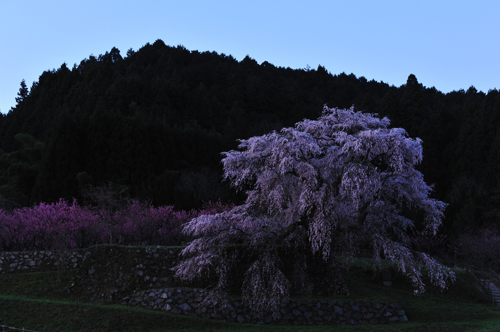 又兵衛桜