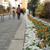 花壇