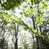 高尾山