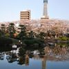 ダブルツリー＆桜