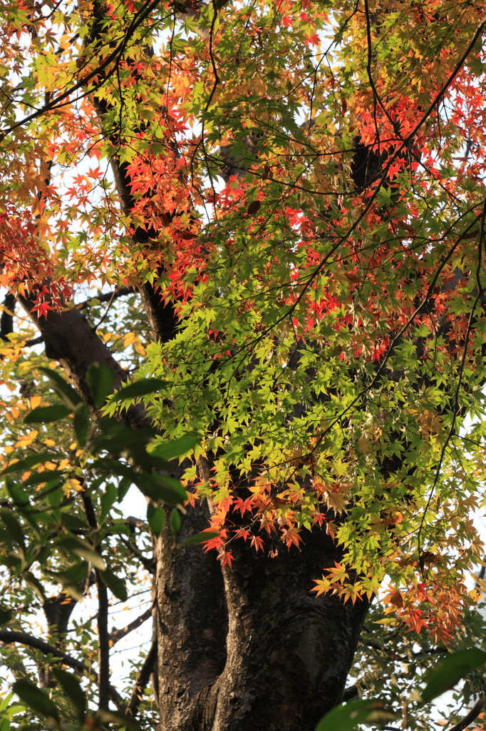 日比谷公園の紅葉２０１０①