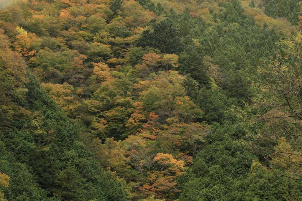 中津川峡20101031の紅葉加減4