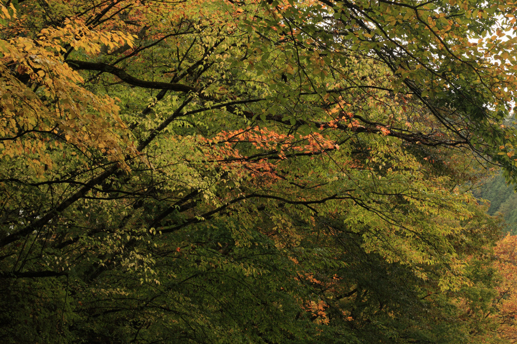 中津川峡20101031の紅葉加減2