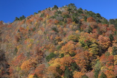 西沢渓谷の紅葉具合