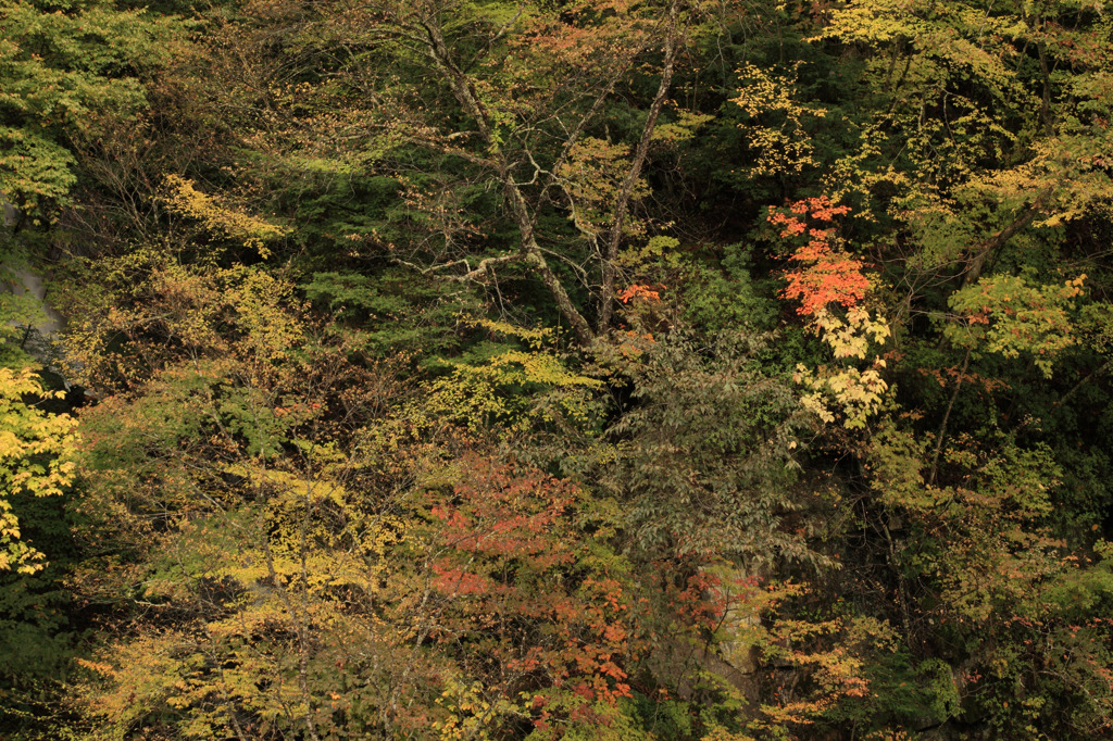 中津川峡20101031の紅葉加減1