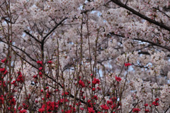 隅田の春