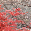 桜と紅葉