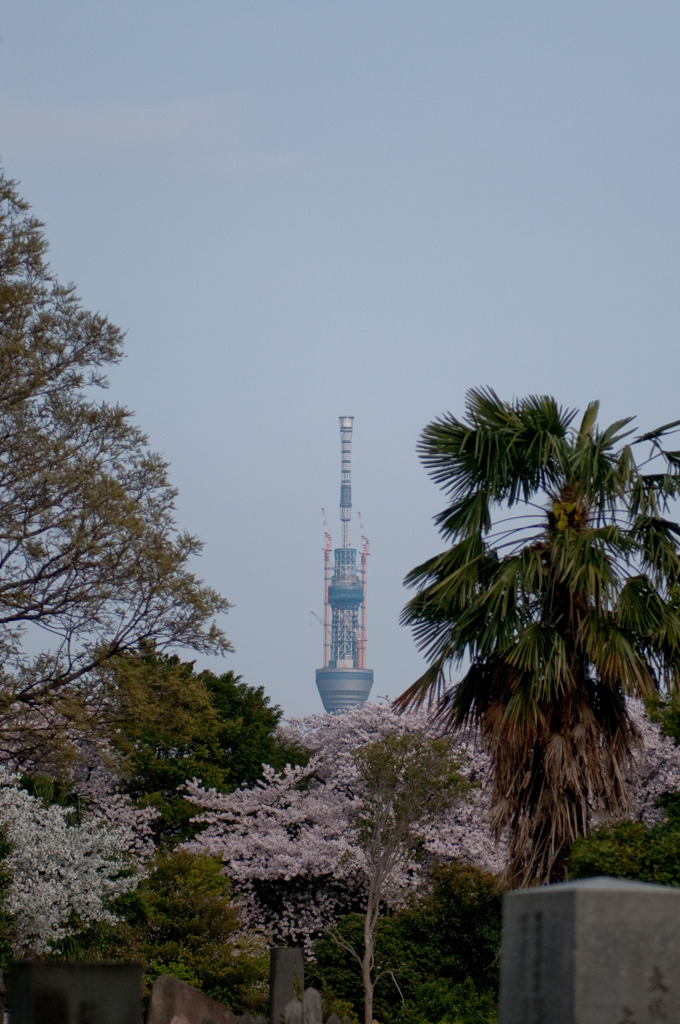 墓と桜とスカイツリー