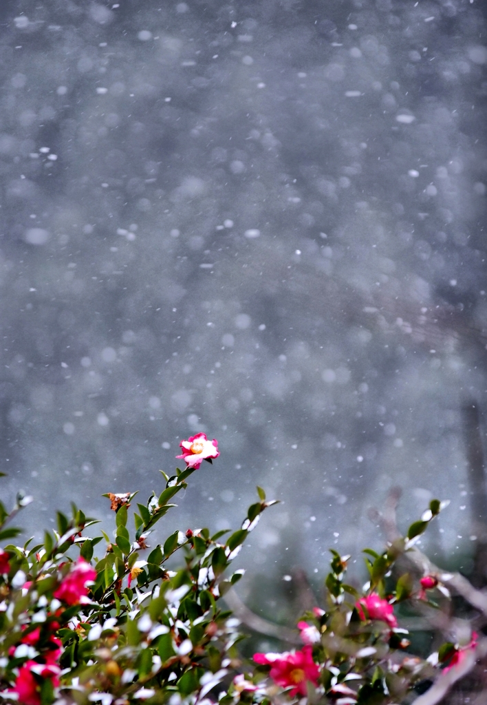 雪の肥後椿