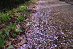 桜散る道