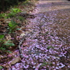 桜散る道