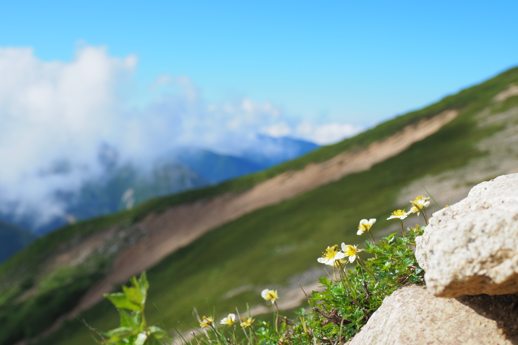 夏山賛歌2