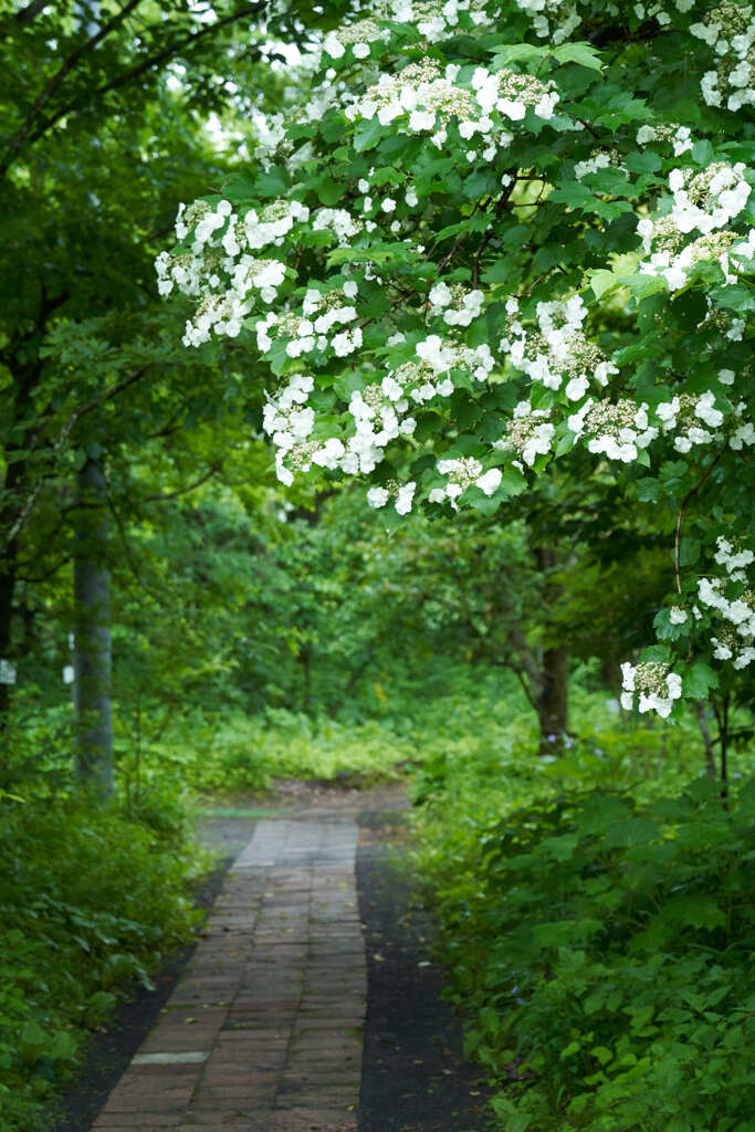 Rainy Garden