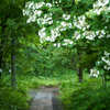 Rainy Garden