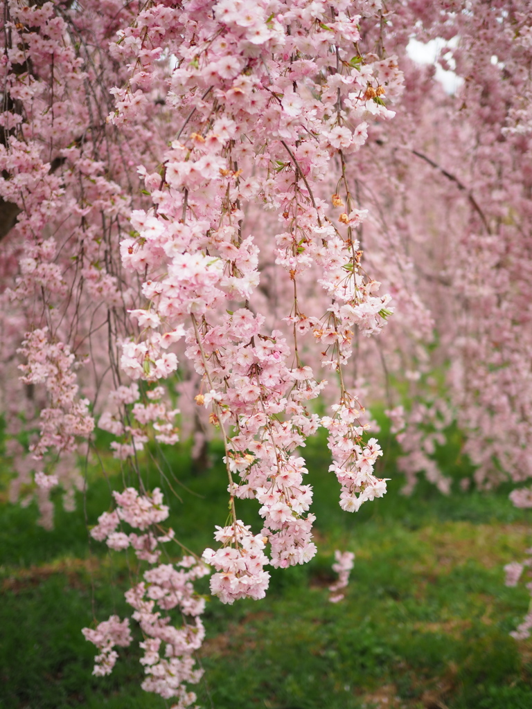 花のれん