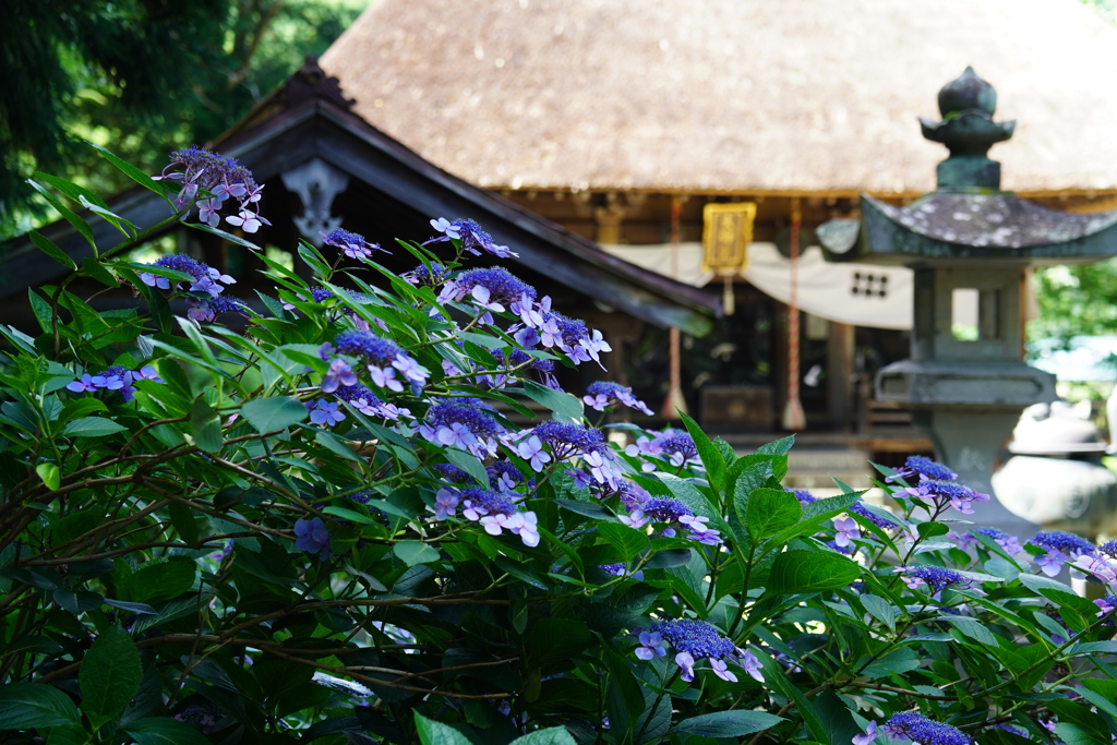 あじさい寺の午後