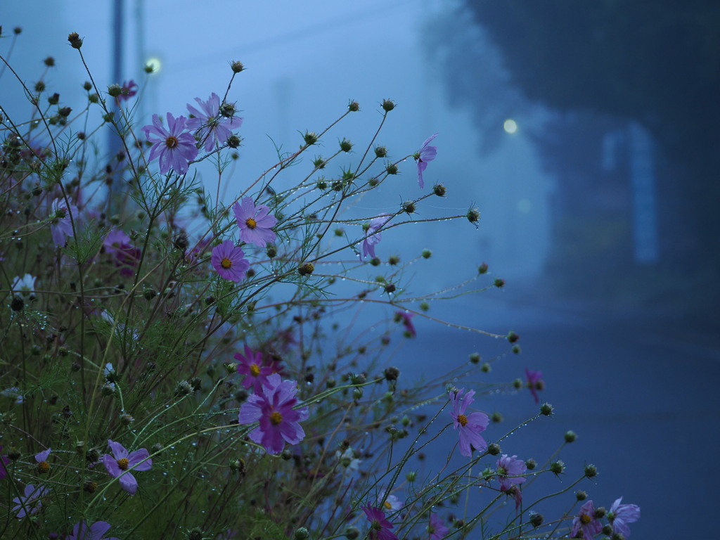 霧たちこめる