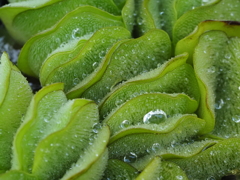 Water drop2