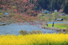 湖畔の春1