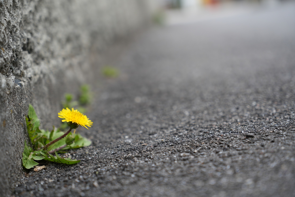 路傍