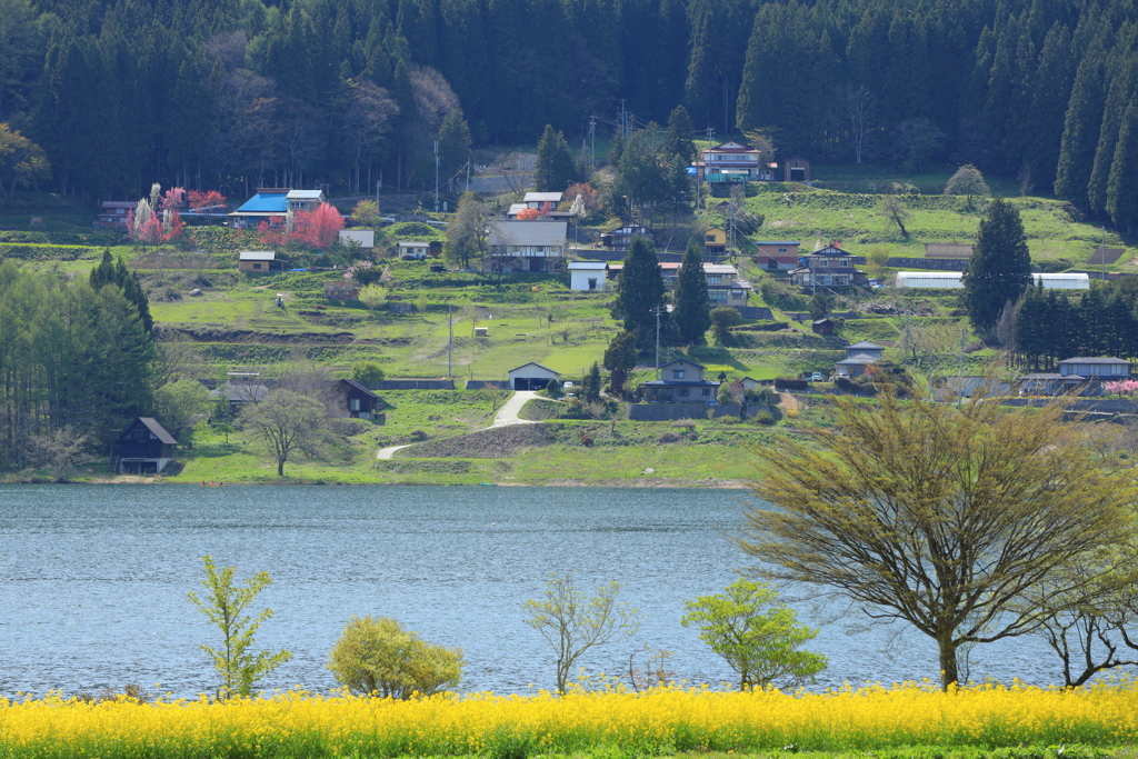 湖畔の春2