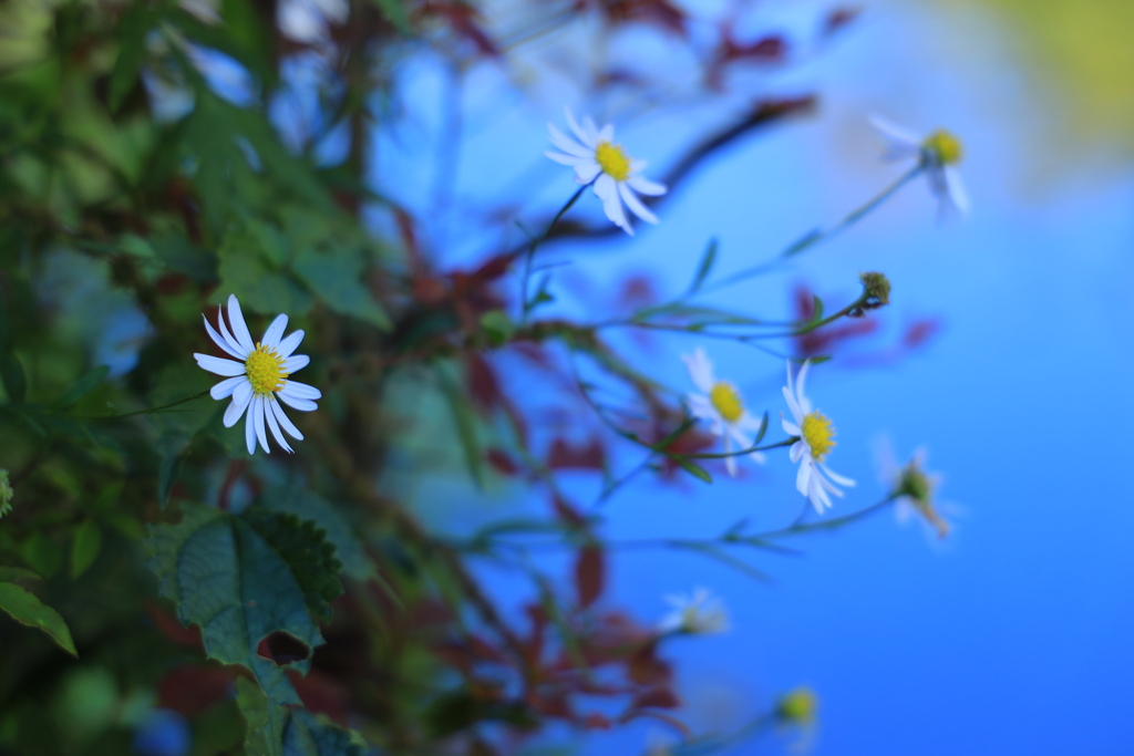 水辺の花