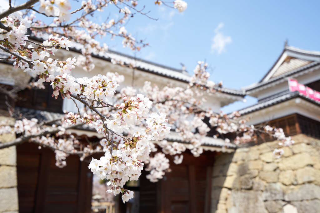 古城の桜