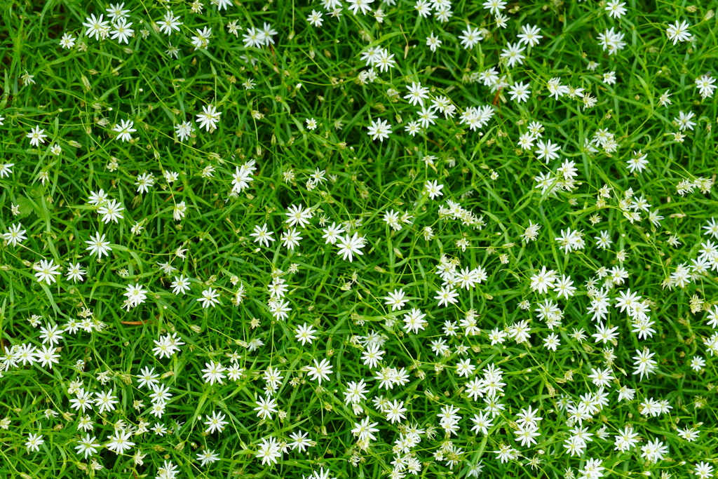 White Stars