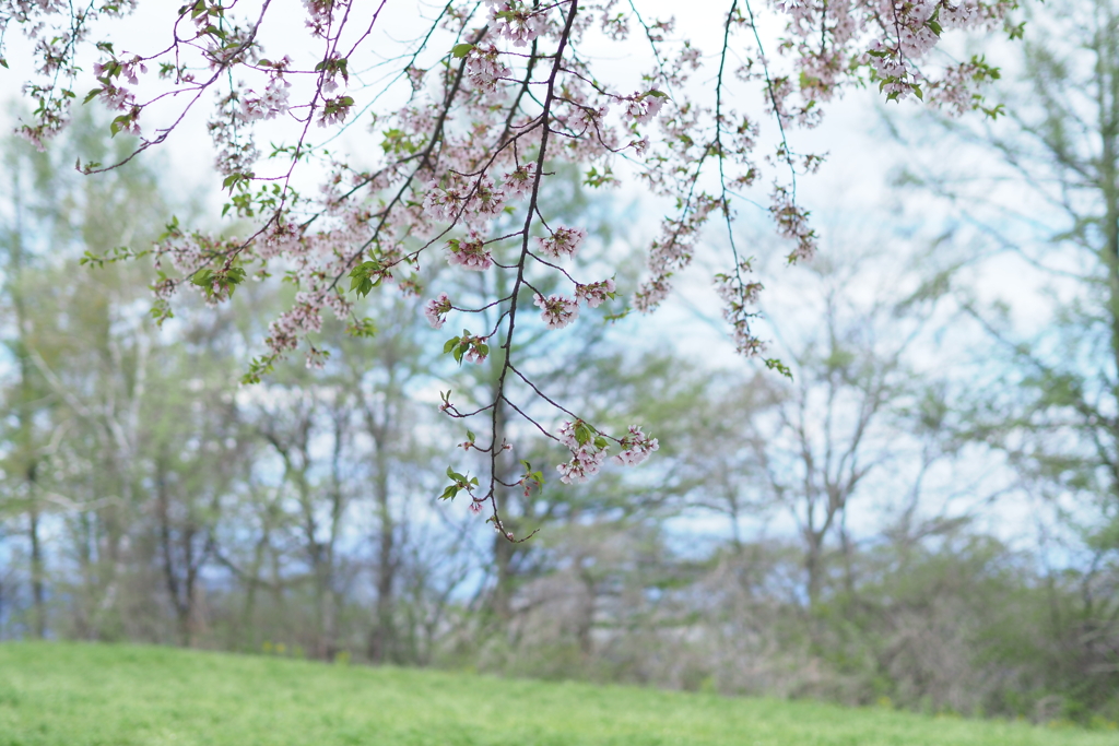 名残の桜