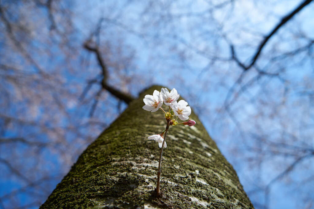 胴吹き桜