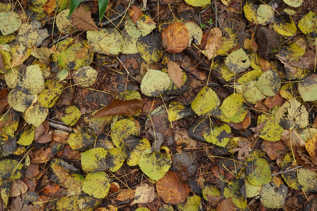 Green Leaves