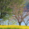 湖畔の春3