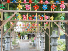 風吹かぬ参道