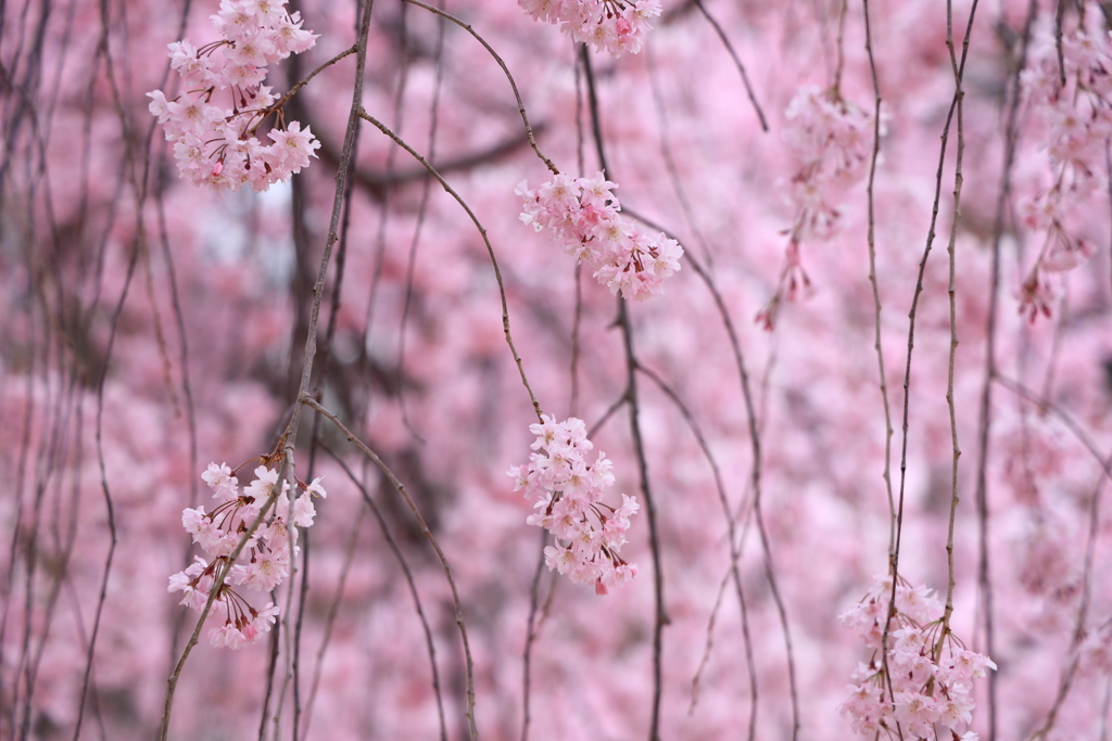 糸桜