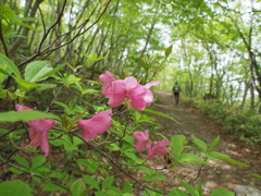 ツツジ咲く山道