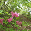 ツツジ咲く山道