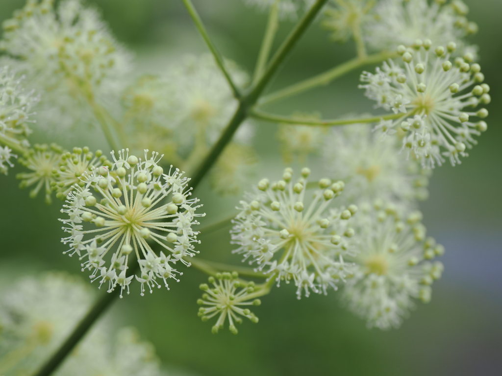 高原の花火3