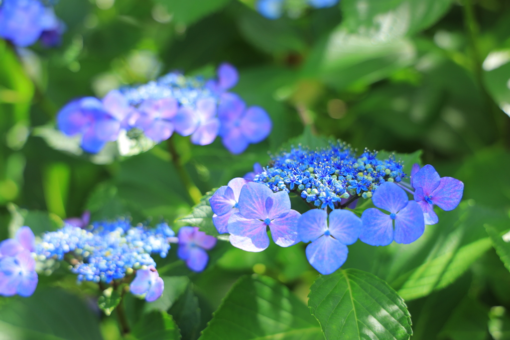 夏は来ぬ