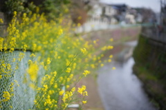 川べり