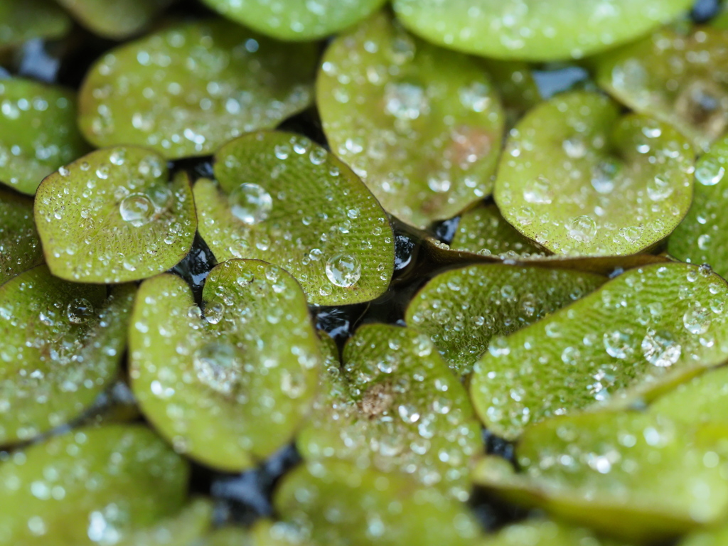 Water drop1