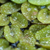 Water drop1