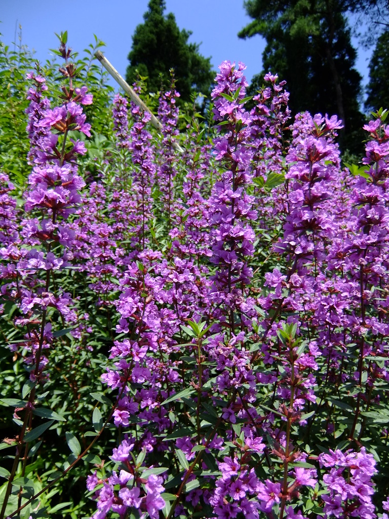 夏にも負けず２