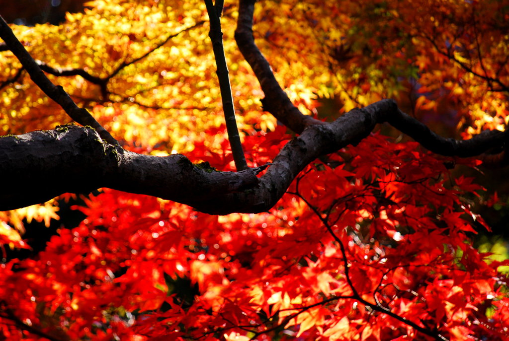紅葉のステンドグラス